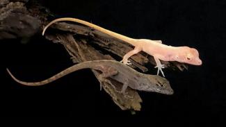 Anolis gene edit mutation