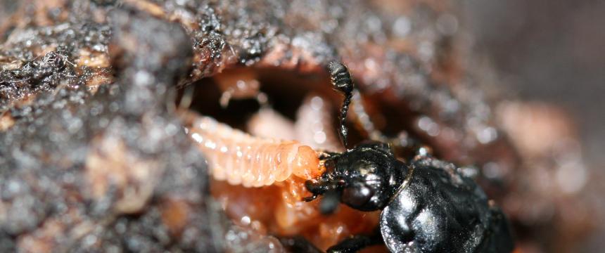 A female burying beetle feeds her begging young. The parent and offspring are in a mouse carcass prepared by the parent as food.